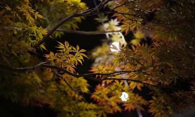 你会喝普洱茶吗?