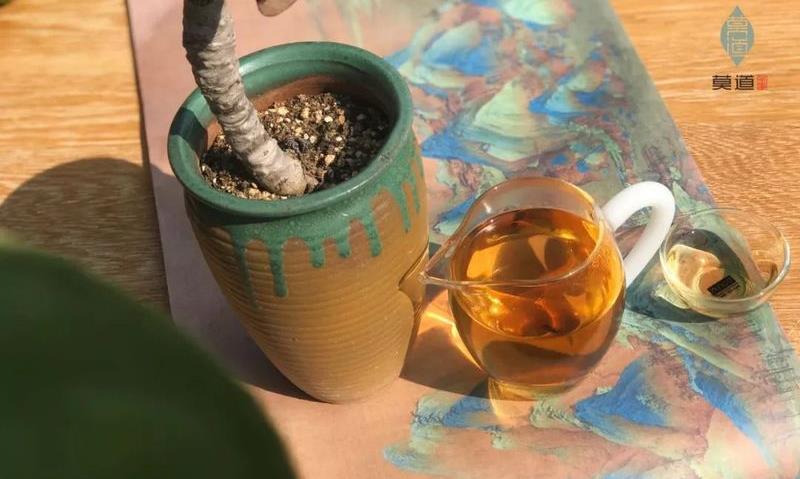 从青葱到白首,茶韵里的岁月沉浮