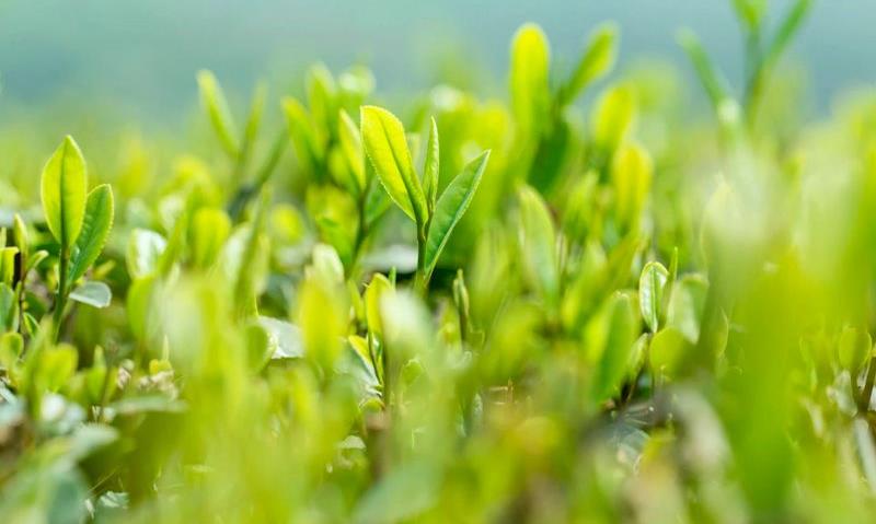 什么样的茶,才能叫湖北好茶?