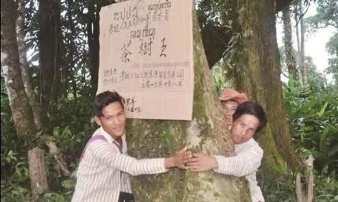 丁国江：保护开发古树茶资源 带富老挝茶农