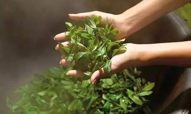 四川：“天府龙芽”+“三山一早”