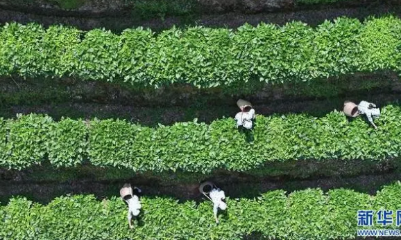 秋茶开采啦！你知道吗，秋茶比春茶更香