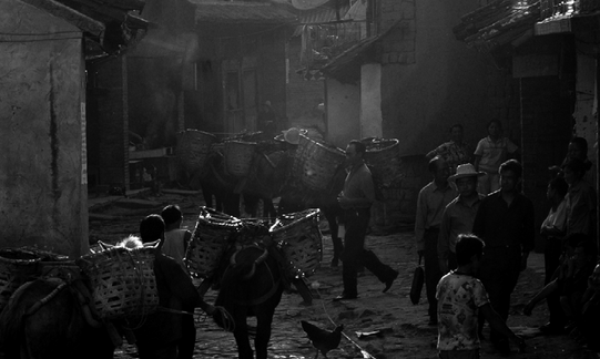 普洱茶的“家谱”序列