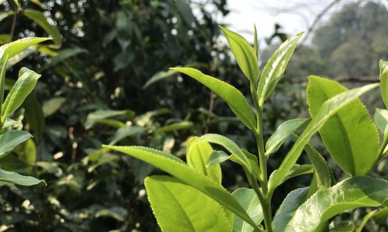 从两篇公文看清末开化茶业