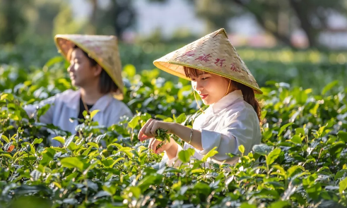 英德红茶——世界高香红茶
