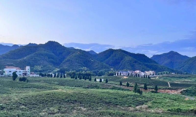 逛湖南茶博,品古丈毛尖,“绿茶中的珍品”香飘长沙