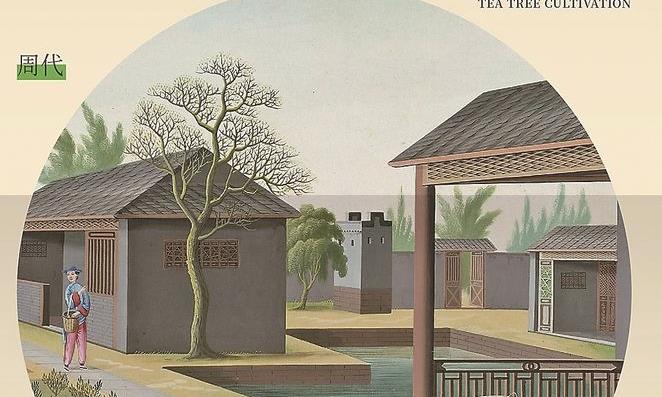 香溢四海的中国茶 ——中国古代重要科技发明创造(三十三)