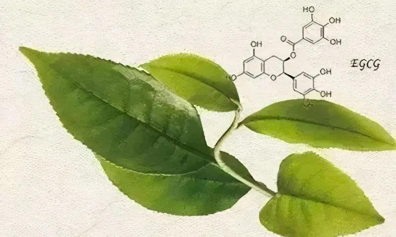 茶中有三宝:茶多酚、茶氨酸、咖啡因