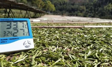 白茶萎凋工艺的奥秘