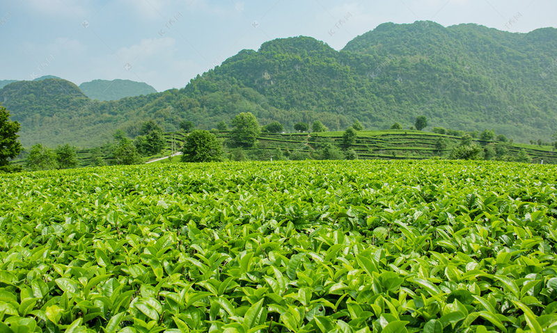 茶园管理，农业农村部发布2024年秋冬季茶树科学施肥指导意见