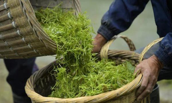 茶叶品牌发展报告，安徽：皖美徽茶 迎客天下