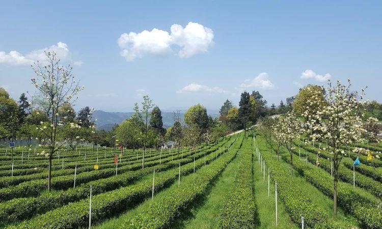 2024年9月茶行业资讯汇总