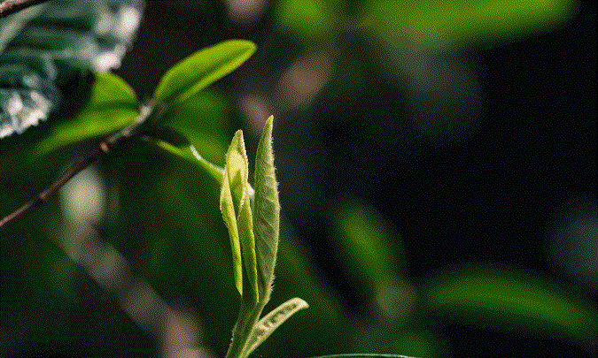 国庆黄金周说走就走，跟着茶叶游览湖北“非遗”