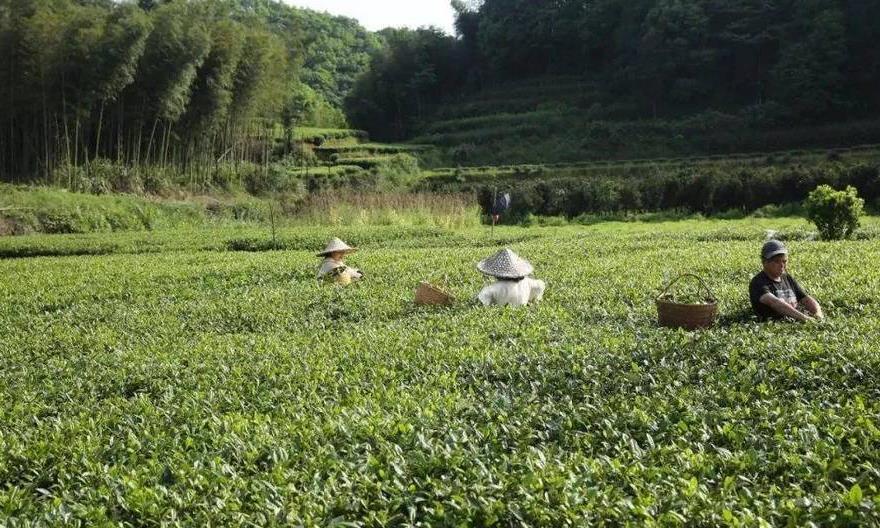 为什么说高山云雾出好茶?