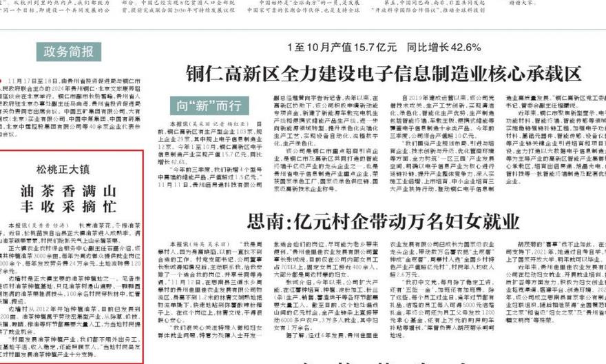 【市州党报关注】松桃正大镇 油茶香满山 丰收采摘忙