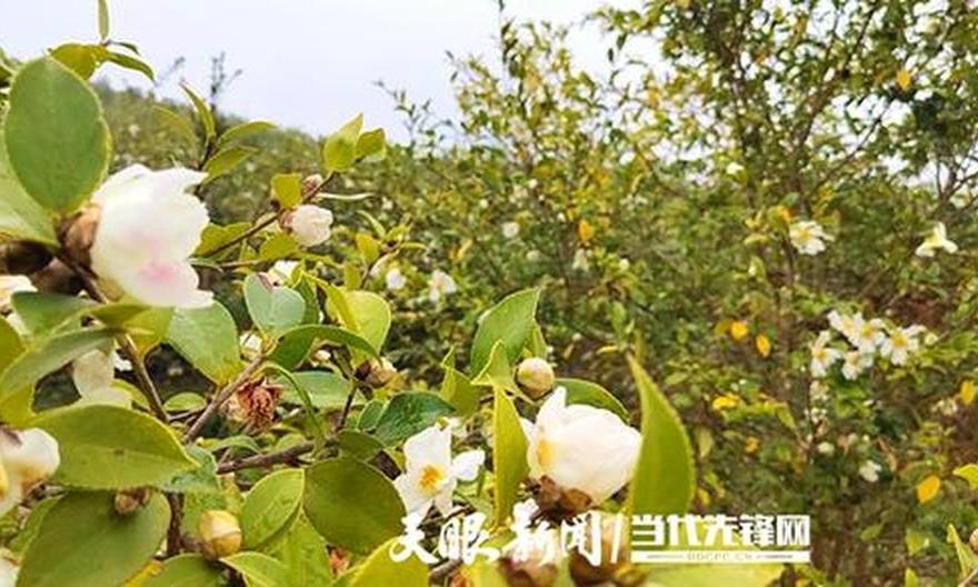 「天眼影像」松桃盘信万亩油茶花开正盛