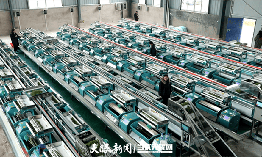 小城大业 | 产值约16亿元!侗茶吸睛更吸金