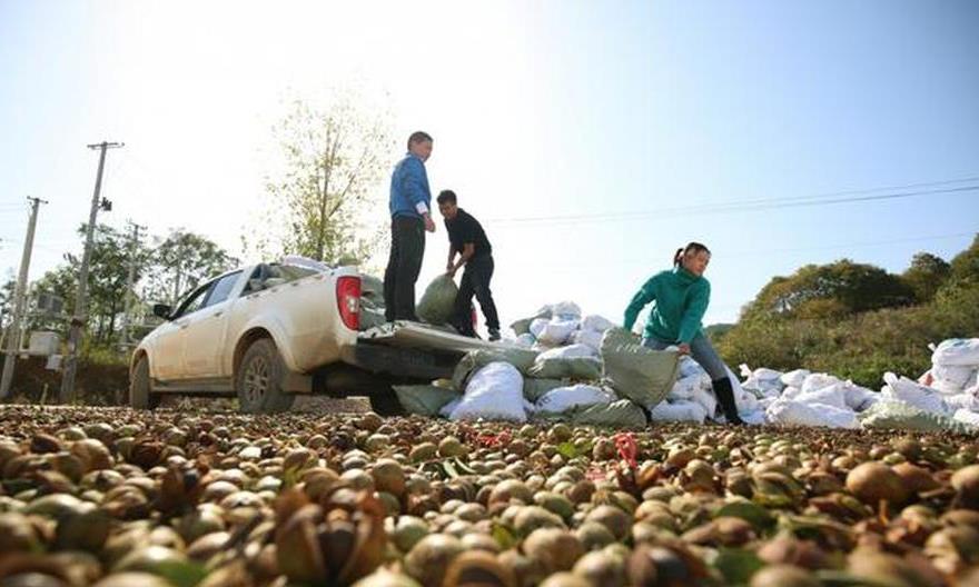 玉屏抓好三个重点推动油茶产业发展