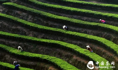 三明茶史探秘:千年飘香,三明茶魂