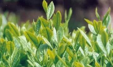 茶为国饮史悠久，祁红茶香溢五洲（下）