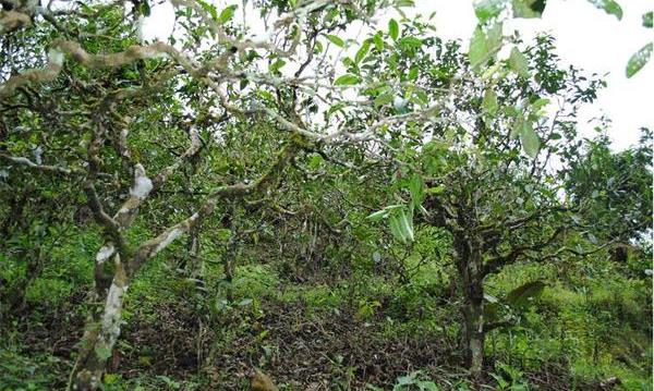 古六大茶山兴衰三百年