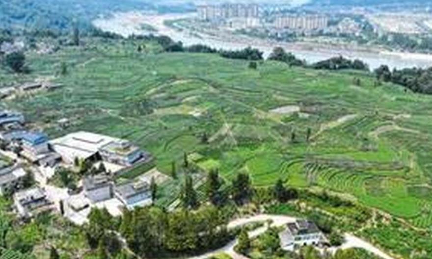 古道开新篇 茶香沁人心