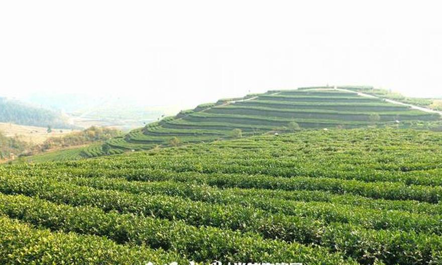 黄红缨：带动一个基地 托起一个产业 致富一方茶农