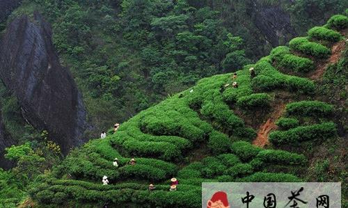 武夷岩茶的民间传说