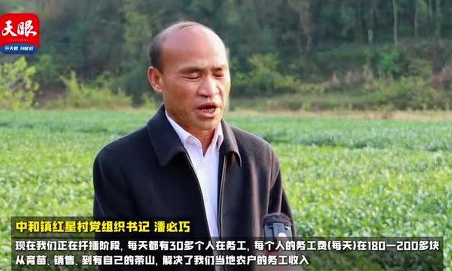 三都：冬种正当时 茶农育苗忙