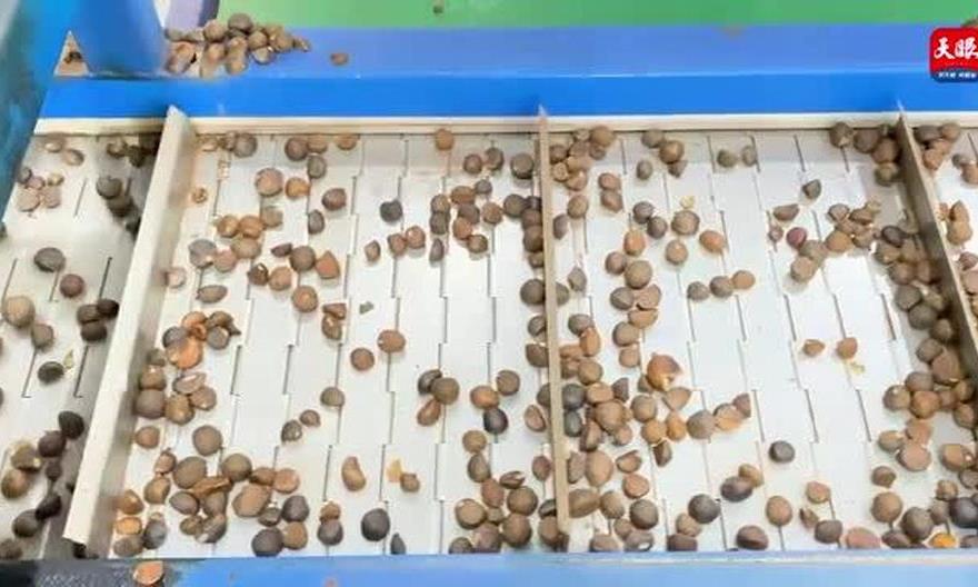 玉屏实现茶油智能生产