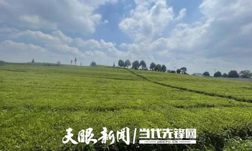 金沙贡茶 飘香国际茶业博览会