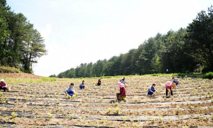 广元朝天：“小茶叶”撬动集体经济发展“大产业”