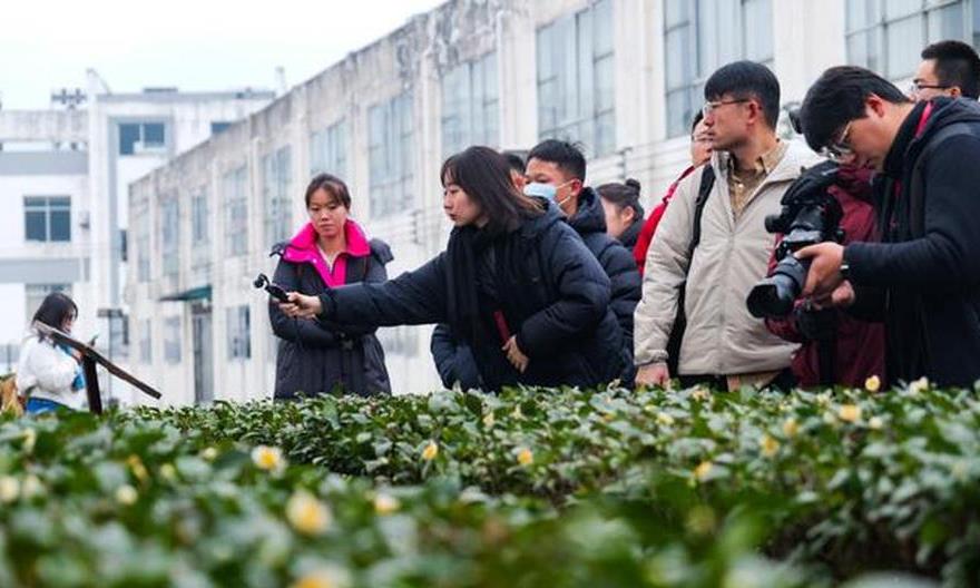 央地媒体遵义行丨体验茶叶制作工艺 领略茶文化魅力