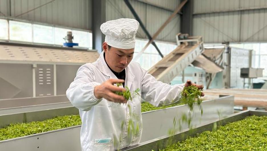 黔茶工匠王志超：深耕制茶技 十年铸匠心