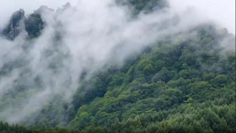 六盘水的茶凭什么“出圈”？