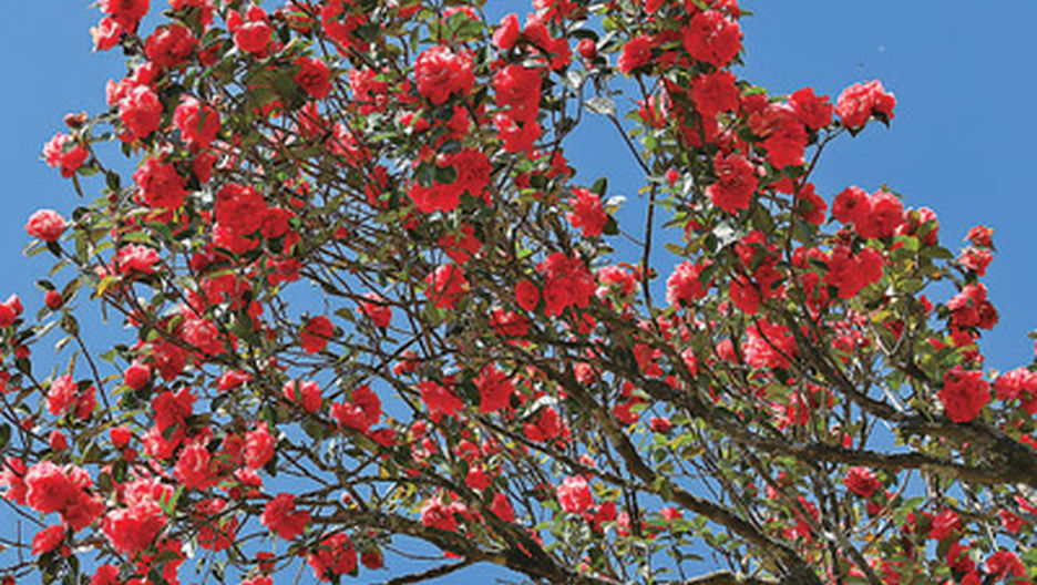 茶林万树红 烟火幸福村（古树的故事）