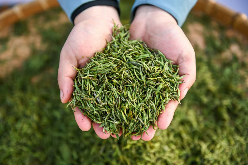 新岁交替共赴“星河之约”，理真茶韵绘制文旅华章