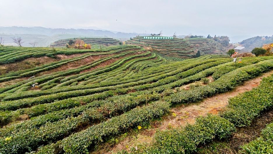 贵州水城：激活茶经济 做足绿文章