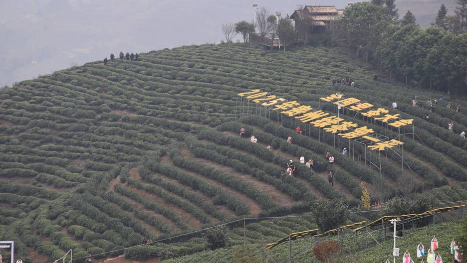 以茶会友 探访“中国古茶树之乡”普安