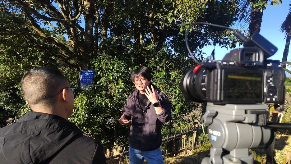 凤庆探索“旅居+茶产业”新模式 打响“旅居云南”品牌