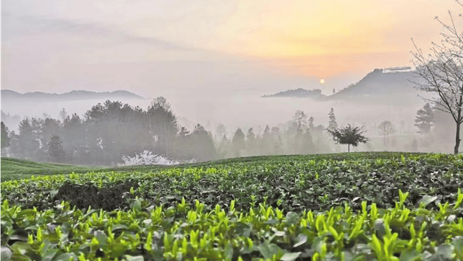 提案进行时 | 骆地刚委员：让黔茶出口助推乡村振兴