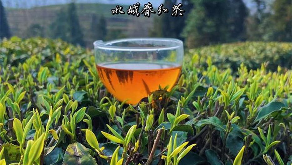 用一杯茶 打开春天