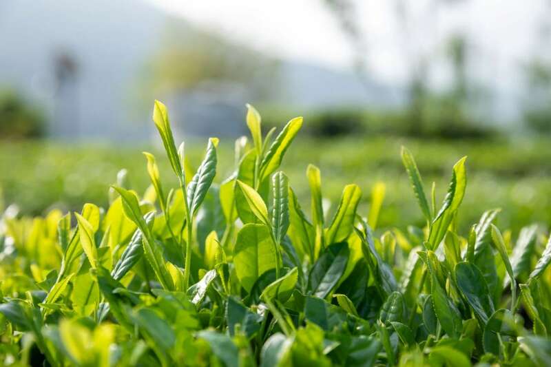 三名福鼎茶人荣获“茶界奥斯卡”!第四届茶人精神“大地奖”得主名单揭晓~