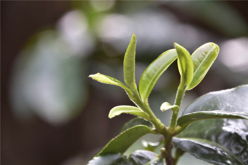 叶片大小会对茶味道造成影响吗？