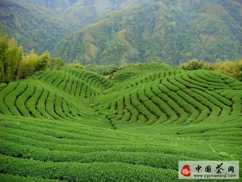 非茶饮品的种类与价值