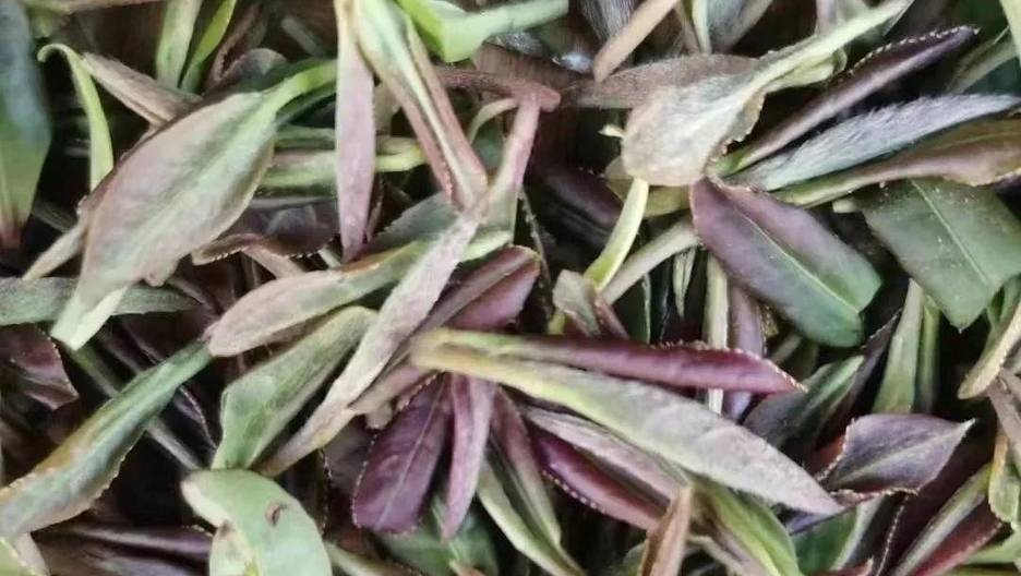 黄茶品质形成的关键工序:闷黄