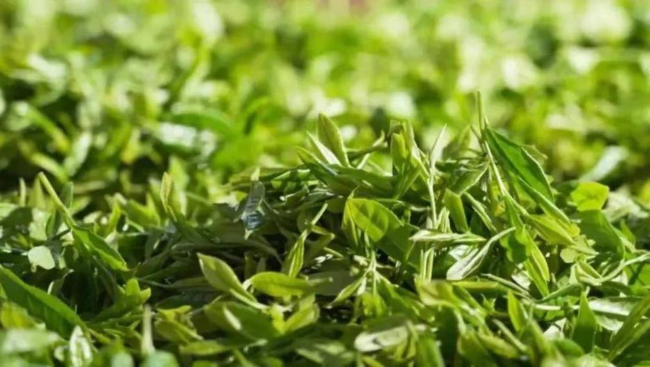 烘青绿茶的加工工艺