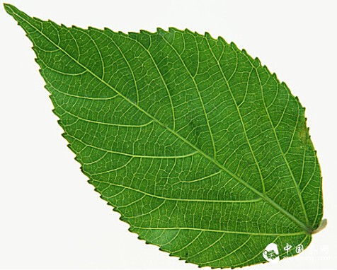 三句话分辨茶叶与其他树叶