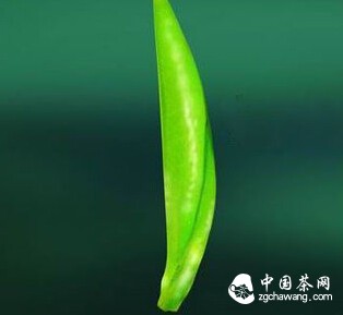 认识春茶,了解最真实的春茶!