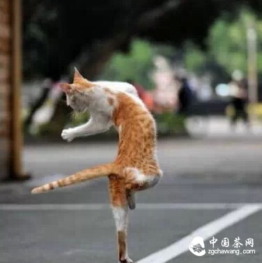 茶叶与癌症的关系,看完震惊了!